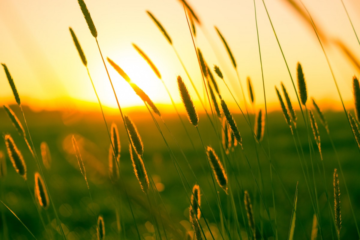 Things to Do in Essex in August (2017)? Ideas for Days out with the Kids summer-sun-yellow-photography (1)
